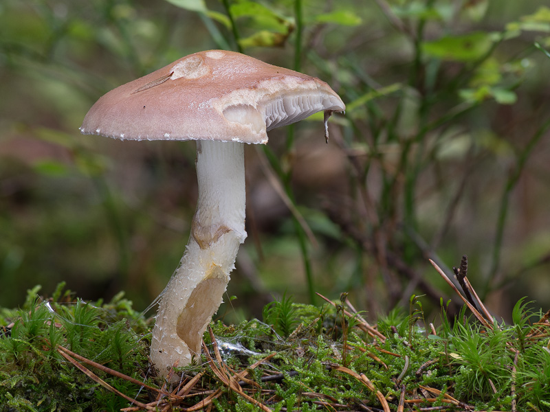 Stropharia hornemannii